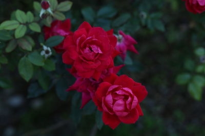 Close-up of red rose blooming outdoors