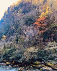 Trees growing in forest during autumn