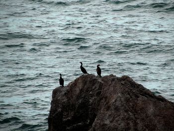 Rocks in sea