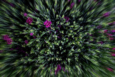 Close-up of pink flowers