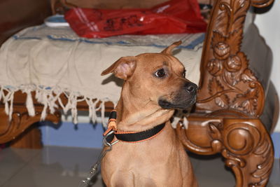 Close-up of a dog looking away