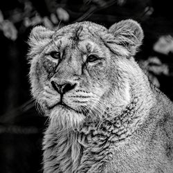 Close-up of lioness