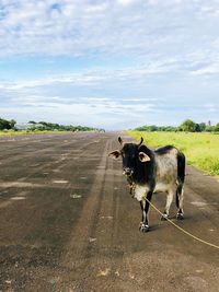 Horse standing on road