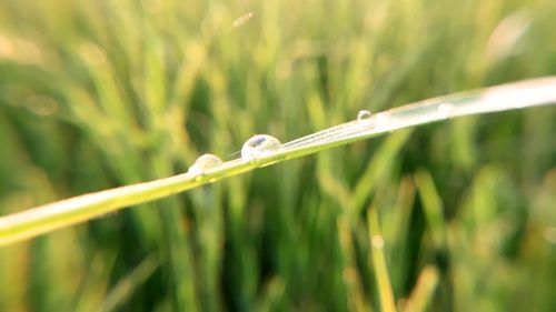 Close-up of dew on grass