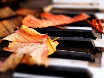 Extreme close up of autumn leaves