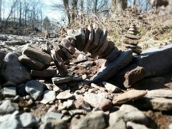 Stack of logs in forest