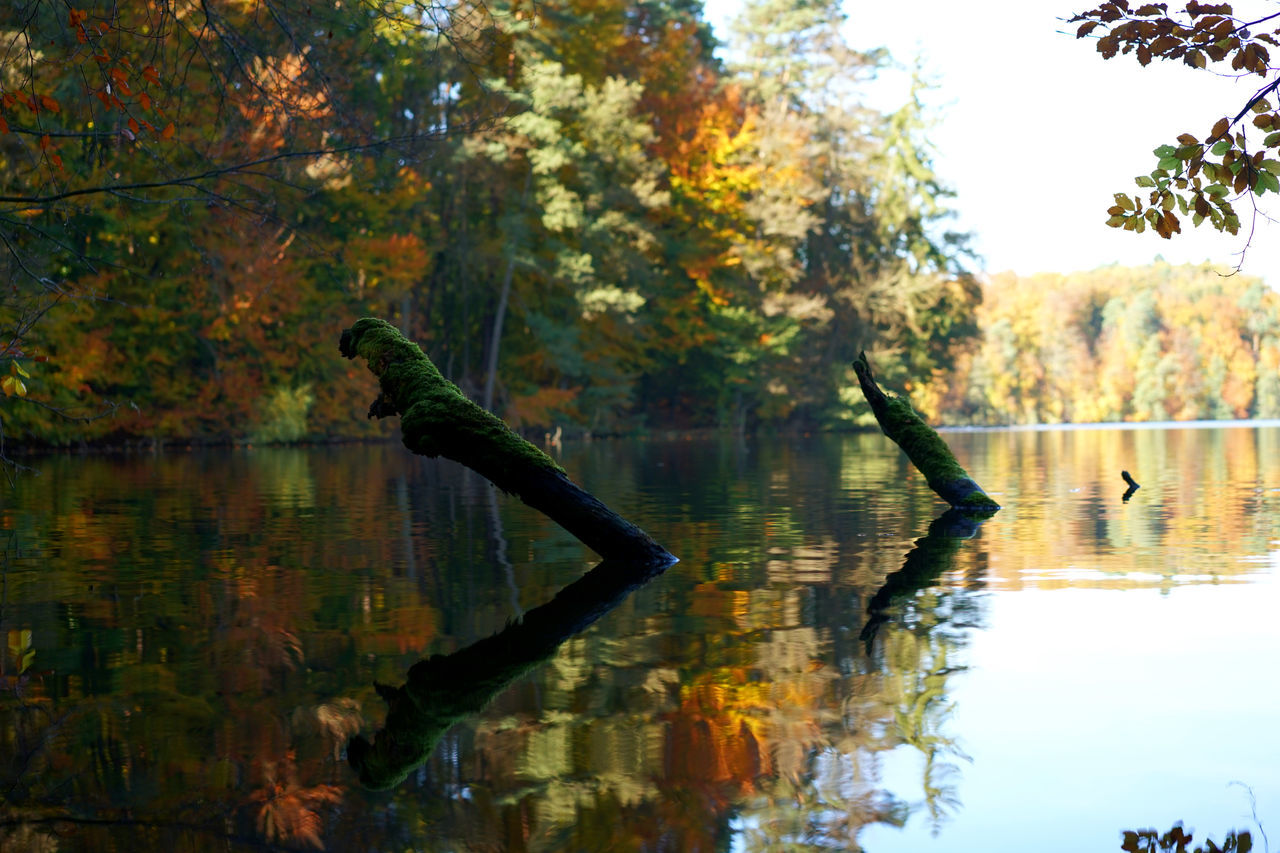 VIEW OF BIRDS IN LAKE