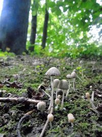 Close-up of mushrooms growing on tree in forest