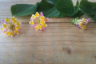 High angle view of flowering plants on table