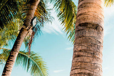 Low angle view of palm trees against sky