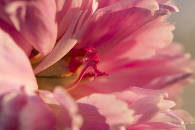 Close-up of pink flower