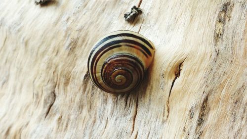 Close-up of snail on white surface