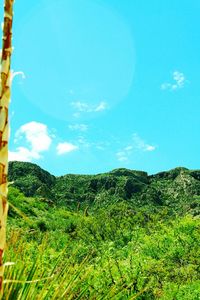 Scenic view of grassy field against blue sky