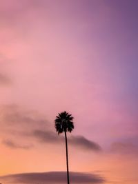 Silhouette coconut palm tree against dramatic sky during sunset