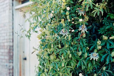 Close-up of plants on wall