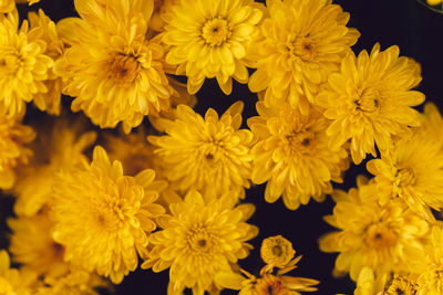 Close-up of yellow flowering plants