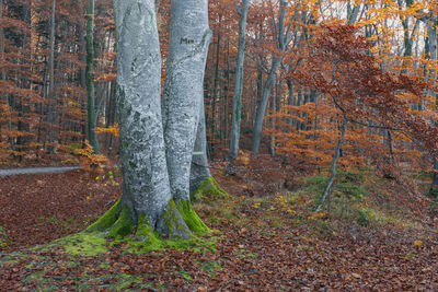 Pine trees in forest during autumn