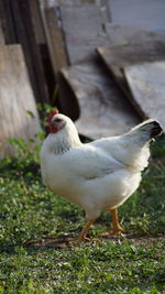 Close-up of bird on field