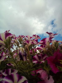 Close-up of pink flowering plant against sky