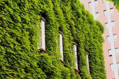 Low angle view of ivy growing on tree