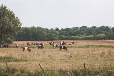 Horses in a field