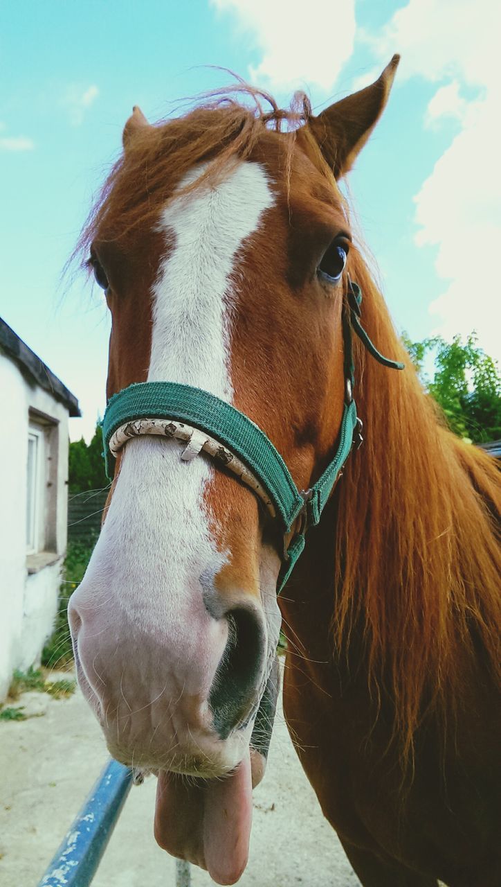 horse, domestic animals, animal themes, mammal, one animal, livestock, animal head, working animal, herbivorous, sky, close-up, part of, bridle, animal body part, sunlight, day, brown, cropped, outdoors, standing