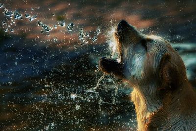 Close-up of dog in water against sky
