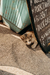 cat