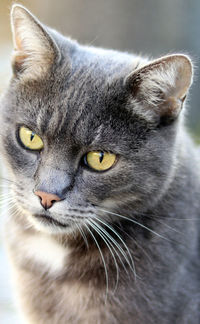 Close-up portrait of a cat