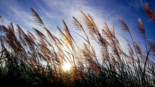 Close-up of silhouette plants against sky