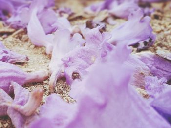 Close-up of fresh purple flowers