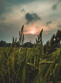 View of stalks in field against cloudy sky