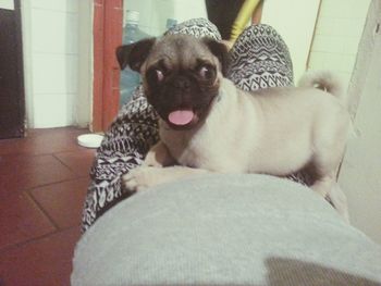pets