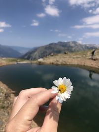 Cropped image of person holding daisy flower
