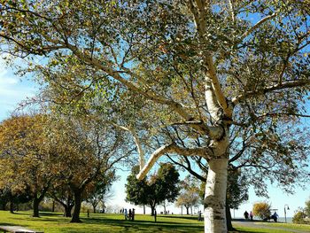 Low angle view of trees in park