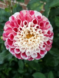 Close-up of pink flower blooming outdoors