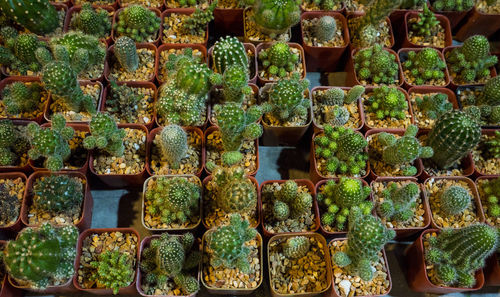 Full frame shot of cactus for sale in market