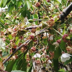 Low angle view of fruits growing on tree