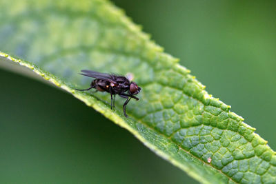 Close-up of fly on leaf