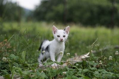 Portrait of kitten on a field