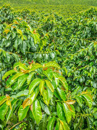 Full frame shot of fresh green plants