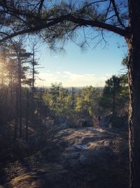 Scenic view of forest against sky