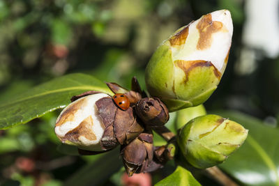 Close-up of insect on leaf