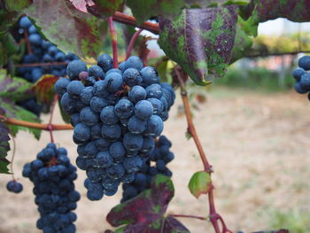 Close-up of grapes growing in vineyard