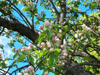 Low angle view of blooming tree