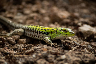 Close-up of lizard