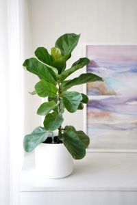 Close-up of potted plant on table at home