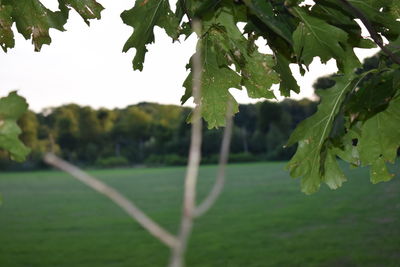 Close-up of fresh green leaves on branch