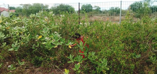Plants growing on field