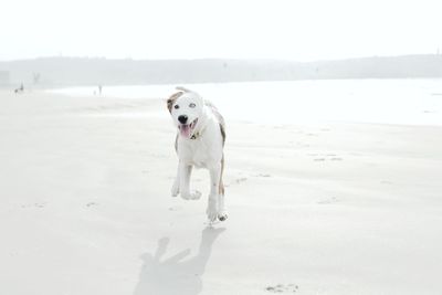 Dog standing on snow covered land